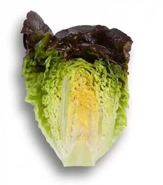 Семена салата Розайн, п.е. 1 тыс. семян (Rijk Zwaan)