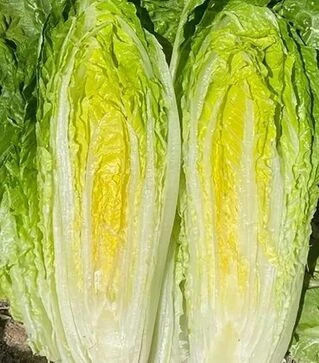 Семена салата Адикамп, п.е. 5 тыс. семян (Enza Zaden)