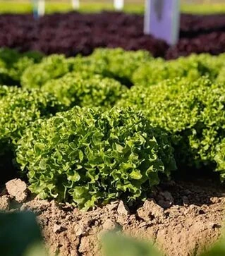 Семена салата Бабила, п.е. 5 тыс. семян (Enza Zaden)