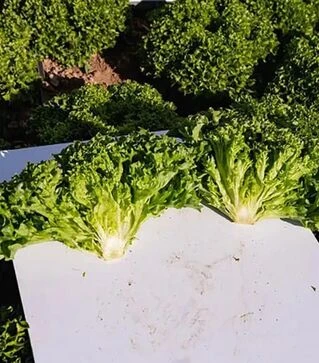 Семена салата Бабила, п.е. 1 тыс. семян (Enza Zaden)