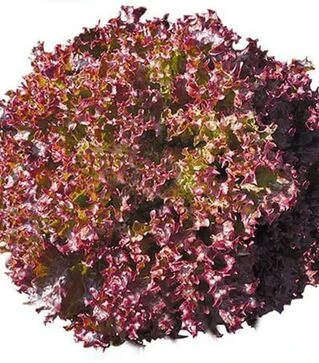 Насіння салату Кандюка, п.о. 1 тис. насінин (Enza Zaden)