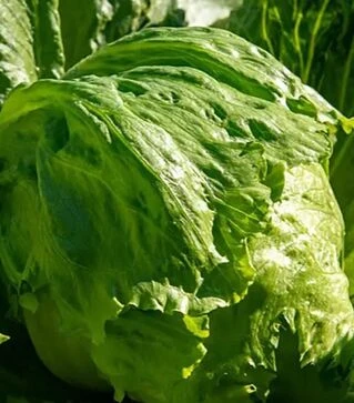 Насіння салату Філемо, п.о. 5 тис. насінин (Enza Zaden)