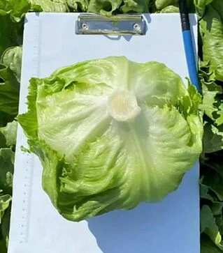 Насіння салату Філемо, п.о. 5 тис. насінин (Enza Zaden)