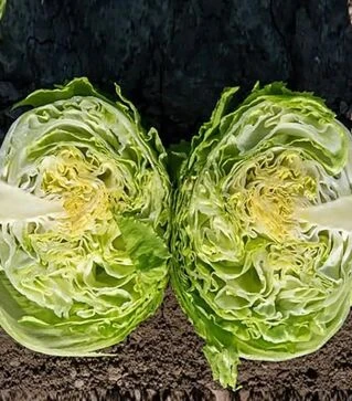 Семена салата Гидо, и.о. 1 тыс. семян (Enza Zaden)