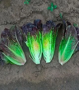 Семена салата Фарамир, п.е. 5 тыс. семян (Enza Zaden)