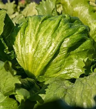 Насіння салату Гідо, п.о. 5 тис. насінин (Enza Zaden)