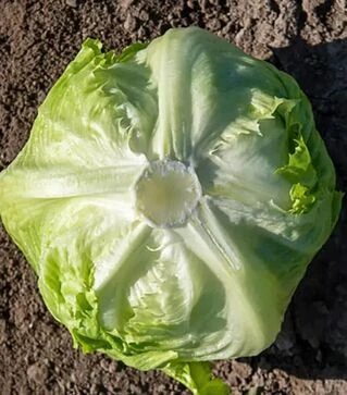 Насіння салату Гідо, п.о. 5 тис. насінин (Enza Zaden)