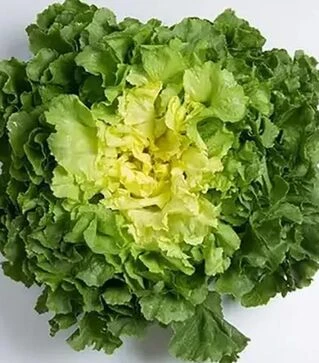 Насіння салату Маратонетта, п.о. 1 тис. насінин (Enza Zaden)