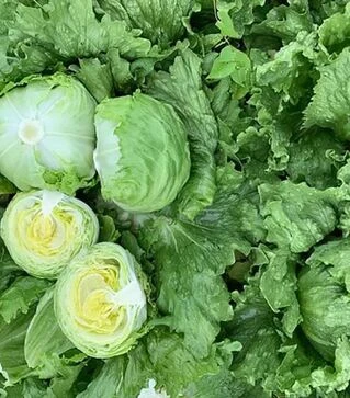 Семена салата Плано, п.е. 5 тыс. семян (Enza Zaden)