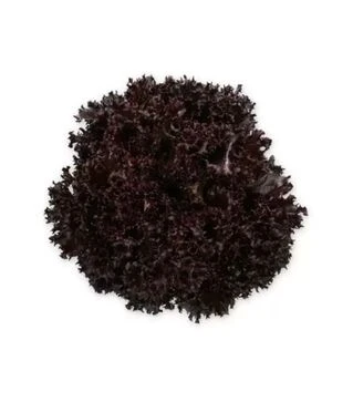 Насіння салату Скамандер, п.о. 5 тис. насінин (Rijk Zwaan)