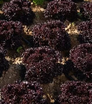 Семена салата Акане, п.е. 5 тыс. семян (Enza Zaden)