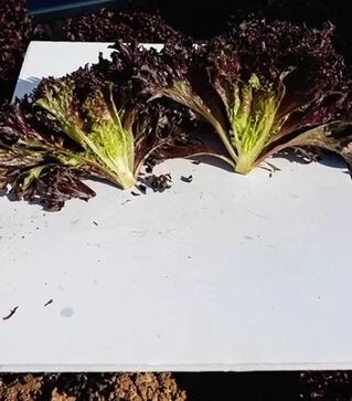 Семена салата Акане, п.е. 5 тыс. семян (Enza Zaden)