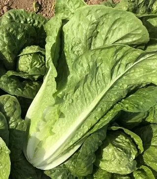 Насіння салату Кілнсей, п.о. 5 тис. насінин (Enza Zaden)