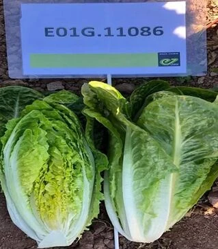 Насіння салату Кілнсей, п.о. 5 тис. насінин (Enza Zaden)