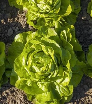 Семена салата Аналотта, п.е. 5 тыс. семян (Enza Zaden)
