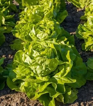 Семена салата Аналотта, п.е. 5 тыс. семян (Enza Zaden)