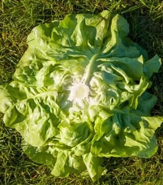 Семена салата Аналотта, п.е. 5 тыс. семян (Enza Zaden)