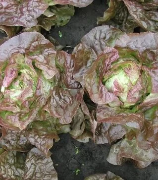 Насіння салату Черванек, 5 г (Semo)