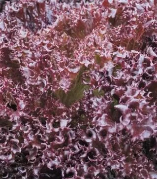 Насіння салату Азірка, п.о. 1 тис. насінин (Enza Zaden)