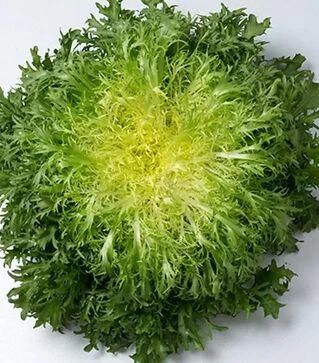 Семена салата Бенефайн, п.е. 1 тыс. семян (Enza Zaden)