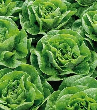 Семена салата Брайтон, п.е. 1 тыс. семян (Enza Zaden)