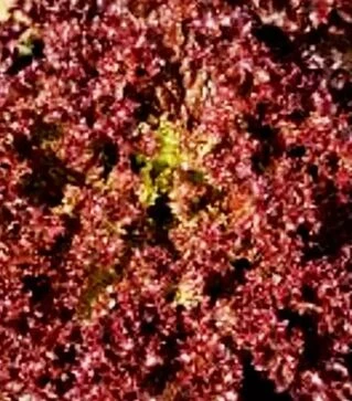 Семена салата Лока, п.е. 1 тыс. семян (Vitalis)