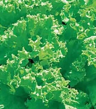 Насіння салату Лолло Біонда, 500 г (Hortus)