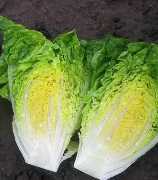 Семена салата Ксамена, п.е. 5 тыс. семян (Enza Zaden)