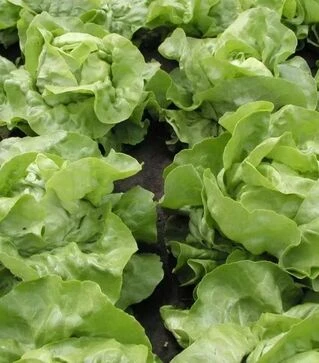 Семена салата Маршал, 5 г (Semo)