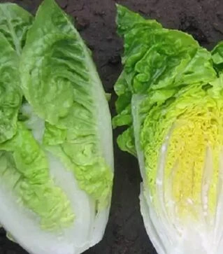 Семена салата Ксамена, п.е. 1 тыс. семян (Enza Zaden)