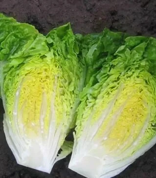 Семена салата Ксамена, п.е. 1 тыс. семян (Enza Zaden)