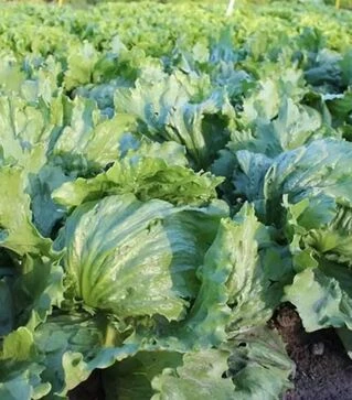 Семена салата Эдуардо, п.е. 1 тыс. семян (Enza Zaden)