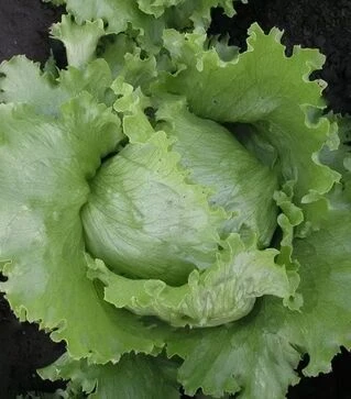 Насіння салату Медимо, 5 г (Semo)