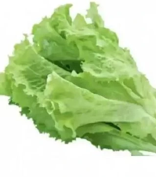 Семена салата Камелот, 1 кг (Moravoseed)