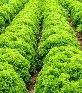 Насіння салату Ілема, п.о. 1 тис. насінин (Enza Zaden)