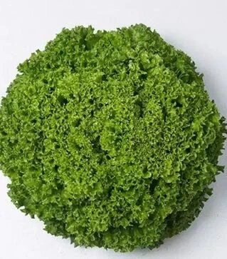 Насіння салату Ілема, п.о. 1 тис. насінин (Enza Zaden)