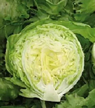 Насіння салату Енсамбл, п.о. 1 тис. насінин (Enza Zaden)