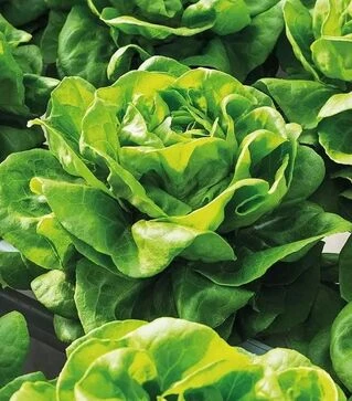 Насіння салату Ферлі, п.о. 1 тис. насінин (Vitalis)