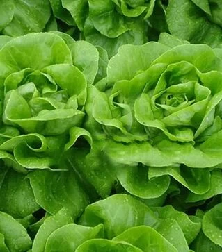 Насіння салату Ферлі, п.о. 1 тис. насінин (Vitalis)