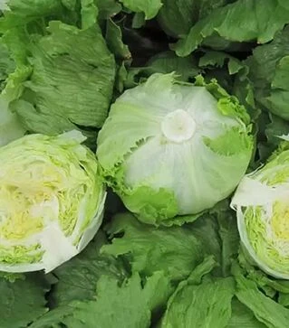 Насіння салату Експрешіон, п.о. 1 тис. насінин (Enza Zaden)