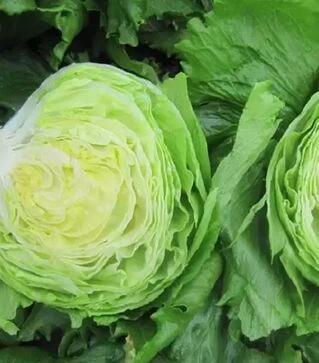 Насіння салату Експрешіон, п.о. 1 тис. насінин (Enza Zaden)