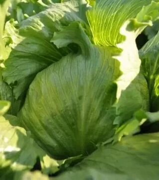 Семена салата Гондарь, п.е. 5 тыс. семян (Nunhems)