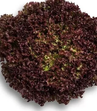 Семена салата Уилбур, п.е. 1 тыс. семян (Rijk Zwaan)