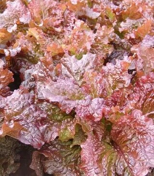 Насіння салату Росель, 1 кг (Moravoseed)