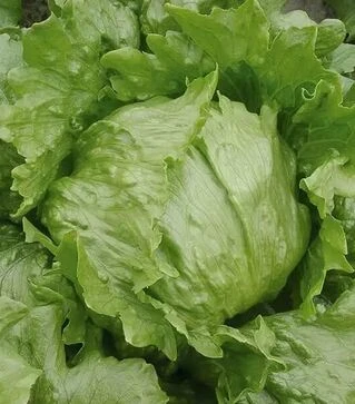 Семена салата Робинсон, 5 г (Hazera)