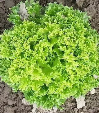 Семена салата Рекорд, 1 кг (Moravoseed)