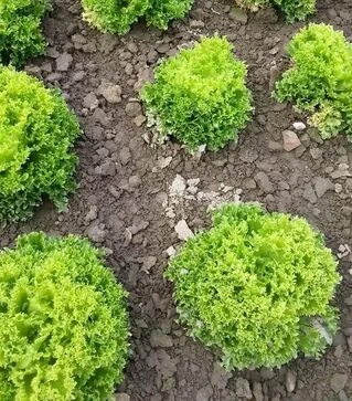 Семена салата Рекорд, 1 кг (Moravoseed)