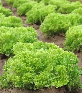 Семена салата Рекорд, 1 кг (Moravoseed)