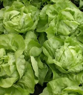 Насіння салату Меркурион, 5 г (Semo)