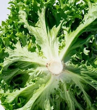Семена салата Лабиба, п.е. 5 тыс. семян (Enza Zaden)